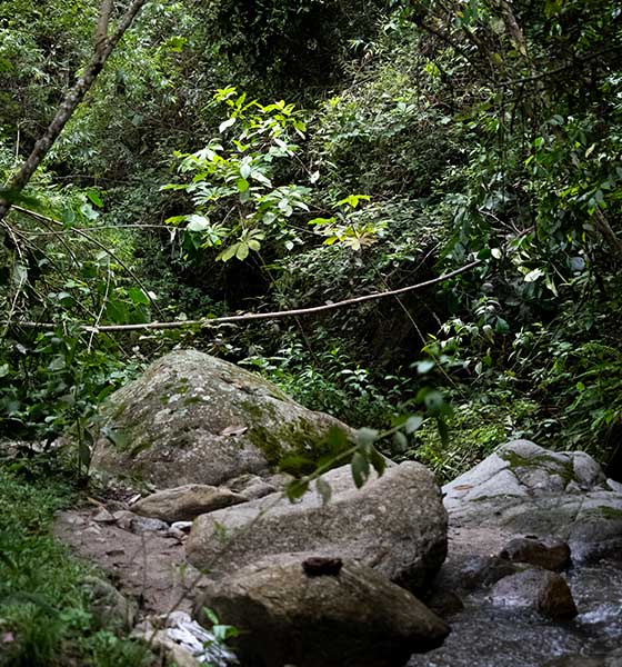 Corridor écologique