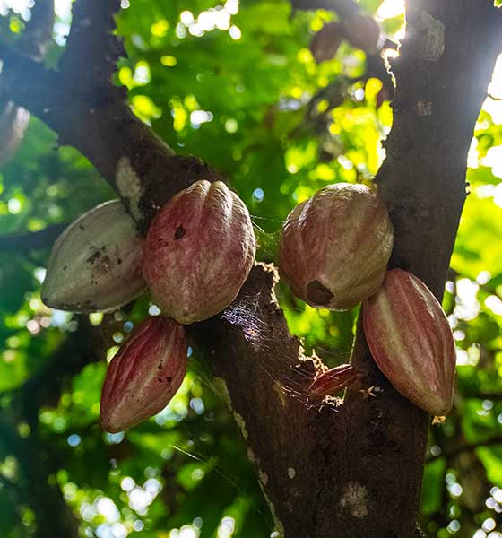 Fruits colombiens