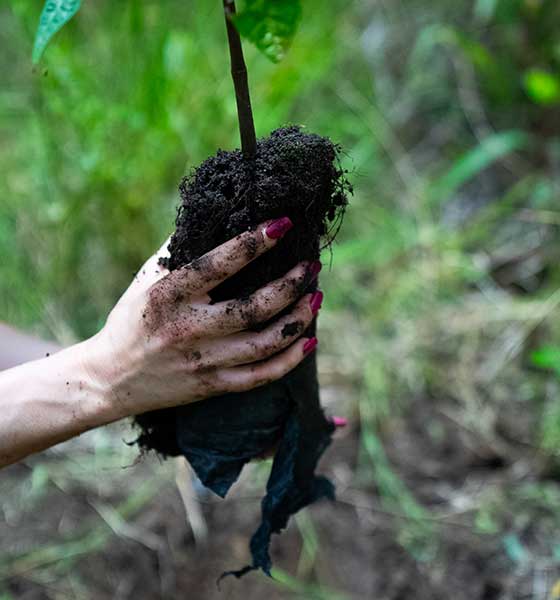 Main mettant une plante en terre